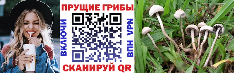Галлюциногенные грибы Cubensis что такое Наро-Фоминск